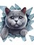 3D Sevimli Kedi Tasarımlı Eğlenceli Araç Stickeri Oto Aksesuar 10*10CM 3