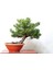 5 Adet - Karaçam Ağacı Tohumu Bonsai Ağacı Tohumu - Pinus Nigra 1