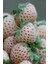 Açık Pembe Çilek Fidanı (Fragaria Sylvestris Alba) 1-2 Yaşında Saksılı ve Meyve Vermeye Hazır 2