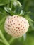 Açık Pembe Çilek Fidanı (Fragaria Sylvestris Alba) 1-2 Yaşında Saksılı ve Meyve Vermeye Hazır 3