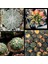 100 Adet  Karışık Kaktüs Tohumu (Gymnocalycium Gymno ve Astrophytum Astro ) 1