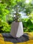 Mini Bonsai Para Ağacı Dekoratif Taş Saksıda 3