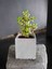 Mini Bonsai Para Ağacı Dekoratif Taş Saksıda 1