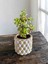 Mini Bonsai Para Ağacı Dekoratif Beton Saksıda 1