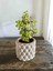 Mini Bonsai Para Ağacı Dekoratif Beton Saksıda 2