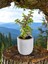 Mini Bonsai Para Ağacı Dekoratif Beton Saksıda Vvas 1