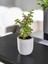 Mini Bonsai Para Ağacı Dekoratif Beton Saksıda Vvas 2