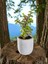 Mini Bonsai Para Ağacı Dekoratif Beton Saksıda Vvas 3