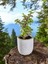 Mini Bonsai Para Ağacı Dekoratif Beton Saksıda Vvas 4