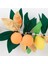 - Citrus Fruti Garland - Turunçgiller Meyve Asılan Süs 4