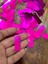 50 Adet 4 x 2 cm Fuşya Pembe Delikli Pul Payet Çanta Pulu 2