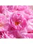 Rose Extract 3