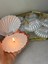10 Adet Istiridye Mum 4