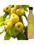 Doğal Fermente Elma Sirkesi 500 ml 2