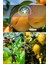 3 Adet Meyve Fidanı Kayısı , Kara Dut ve Limon 3 Yaş 1