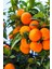 6 Adet Meyve Fidanı Şeftali , Mandalina , Badem , Nar , Menengiç ve Limon 3 Yaş 4