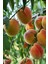 6 Adet Meyve Fidanı Zeytin , Antep Fıstığı , Badem , Kayısı , Ayva ve Şeftali 3 Yaş 2