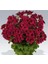 Parlak Kırmızı Canan Sardunya Fidesi Pelargonium Aristo 10-20 cm 1