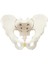 Pelvis Öğ I Şim Kalça (Yurt Dışından) 1