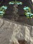 Seccade 3