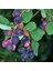Saskatoon Berry Northline 30 cm Saksılı 1