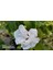 Ağaç Hatmi Hibiscus Sinensis Tüplü Beyaz 60 cm 1