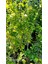Ağaç Hatmi Hibiscus Sinensis Tüplü Beyaz 60 cm 2