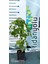 Amerikan Sığla Ağacı Liquidambar Styraciflua 2