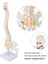 Esnek Omurga 45CM Spinal Sütun Vertebral Lomber Eğrisi Tıbbi Anatomik Model 2