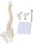 Esnek Omurga 45CM Spinal Sütun Vertebral Lomber Eğrisi Tıbbi Anatomik Model 3
