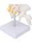 Esnek Omurga 45CM Spinal Sütun Vertebral Lomber Eğrisi Tıbbi Anatomik Model 4