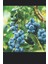 Blueberry 250 gr İthal Yaban Mersini Organik Sertifikalı Doğal Lezzet 2