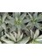 Plantis Botanik Aloe Brevifolia 12 cm Saksılı Sukulent 2