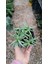 Bergeranthus Multiceps 9 cm Saksılı Sukulent 1