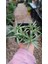 Bergeranthus Multiceps 9 cm Saksılı Sukulent 2