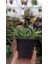 Bergeranthus Multiceps 9 cm Saksılı Sukulent 3