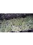 Bergeranthus Multiceps 9 cm Saksılı Sukulent 4