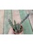 Stapelia Orbea Var. Leş Kaktüs Leopar Çiçekli 5,5 cm Saksılı Sukulent 1