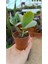 Kalanchoe Marmorata 5,5 cm Saksılı Sukulent 2