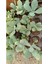 Kalanchoe Marmorata 5,5 cm Saksılı Sukulent 3