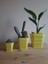 Kornet Saksı Kare Set (8-12-16 Cm) 1