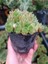 Plantis Botanik Sempervivum Red Rubin 9 cm Saksılı Sukulent Bol Yavrulu 2