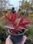 Crassula Capitella Campfire Kamp Ateşi 9 cm Saksılı Sukulent 1