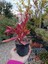 Crassula Capitella Campfire Kamp Ateşi 9 cm Saksılı Sukulent 2