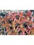 Crassula Capitella Campfire Kamp Ateşi 9 cm Saksılı Sukulent 3