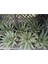 Aloe Flow 9 cm Saksılı Sukulent 1