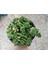 Plantis Botanik Crassula Lanuginosa 9 cm Saksılı Sukulent 1