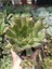Echeveria Magma Pearl 9 cm Saksılı Sukulent 1