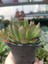 Echeveria Magma Pearl 9 cm Saksılı Sukulent 2