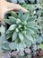 Plantis Botanik Pachyphytum Hookeri 9 cm Saksılı Sukulent 3